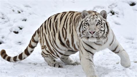 Siberian White Tiger 4k Wallpapers - Wallpaper Cave