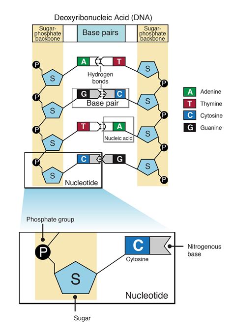 What Is a Nucleotide? - StoryMD