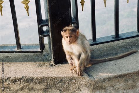 Indian Monkeys at Nandi Hills in South India Stock Photo | Adobe Stock