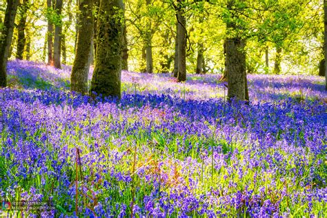 Bluebells - A magical journey through Kinclaven Woods, Scotland.