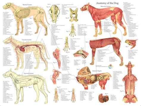 anatomy of dog hind leg