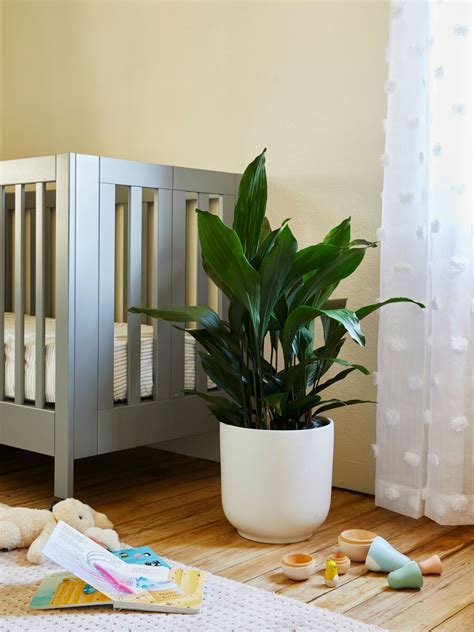 6 Perfect Plants For A Baby’s Nursery — Plant Care Tips and More · La ...