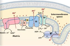 Electron Transport Chain - Biology Ease