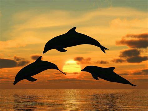 Dofins | Dolphins, Animals, Animals beautiful