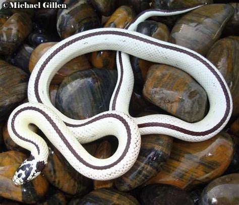 Guide to King Snake Morphs - What You Need to Know - Vital Frog