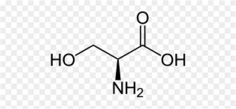 Serine - an essential amino acid — Wubmed.org