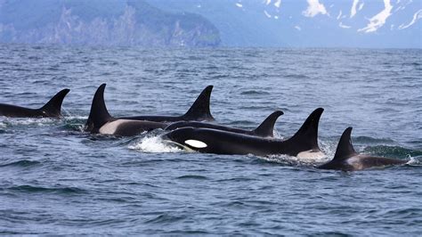 Killer Whale Pod