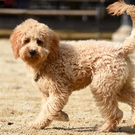 How Big Will My Medium Goldendoodle Get