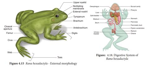 Frog Respiratory System