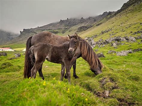 5 Gaits of the Icelandic Horses