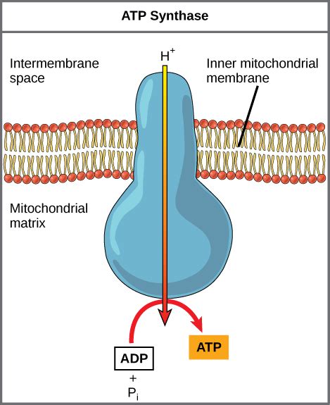 Difference Between ATPase and ATP Synthase | Compare the Difference ...