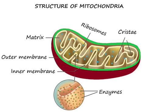 MITOCHONDRIA-THE POWER HOUSE OF CELL | Physiology & Biochemistry