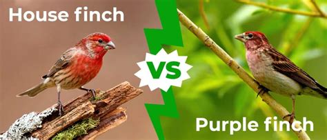 House Finch vs Purple Finch: 5 Key Differences Explained - IMP WORLD