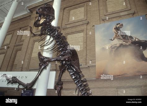 T-Rex Modelled Skeleton, Inside Denver Natural History Museum Colorado ...