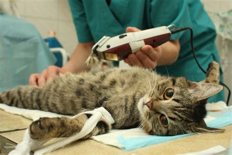 Four Reasons to Get Pre-Anesthesia Blood Work for Your Cat - Catster