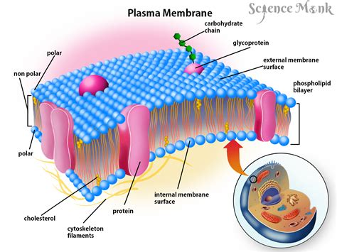 Definition Of A Plasma Membrane - DEFINITION HJO