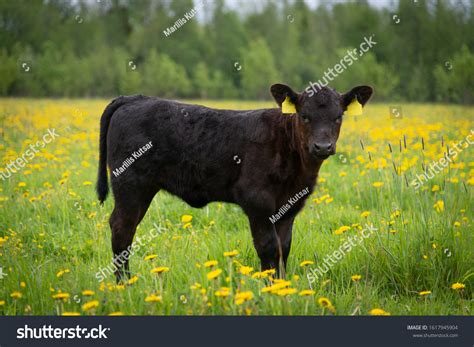 77,154 Black Calves Images, Stock Photos & Vectors | Shutterstock