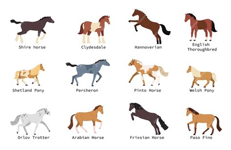 Premium Vector | Horse breeds flat set with shetland pony hannoverian ...