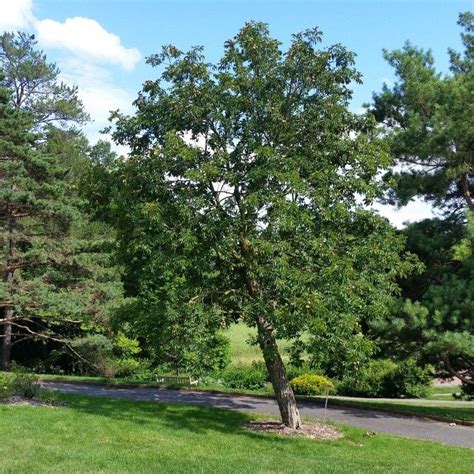 Ohio Buckeye Tree | NatureHills.com | Shade trees, Buckeye tree, Ohio ...