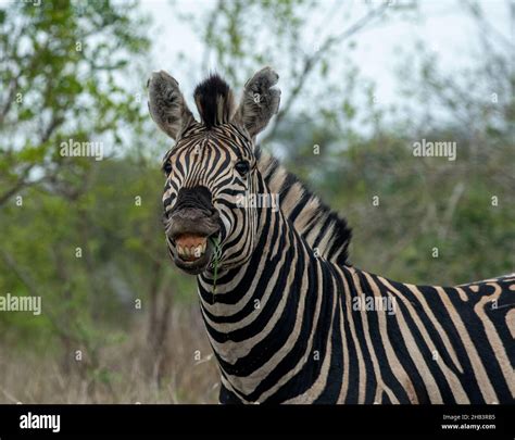 Zebra mating hi-res stock photography and images - Alamy