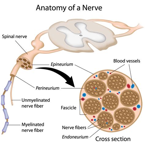 Causes of Nerve Damage After Surgery and How to Treat It - Regenexx