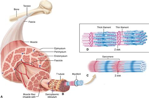 Muscle Fibers, Obesity, Cardiometabolic Disorders, and Race ...