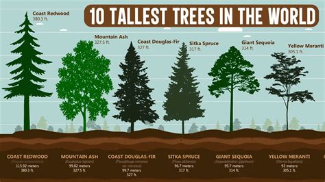 10 of the Tallest Trees in the World | Hyperion (Coast Redwood ...