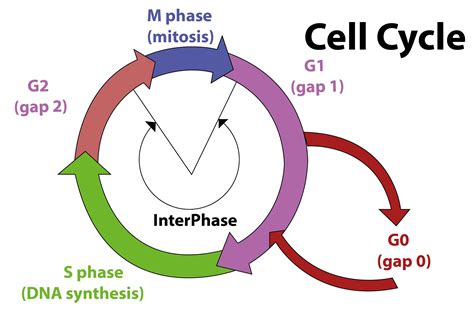 G0 state of cell denotes(a) Death of cell(b) Permanent pause(c) Exit of ...