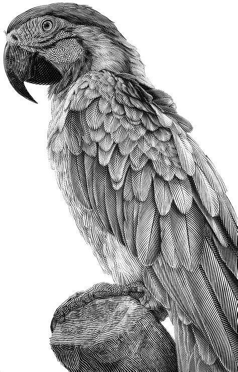 Parrot on Behance