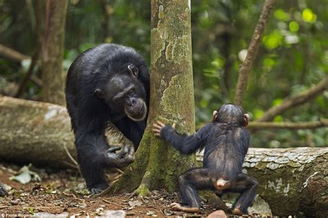 Photographers Fiona Rogers and Anup Shah capture Guinea chimpanzees ...