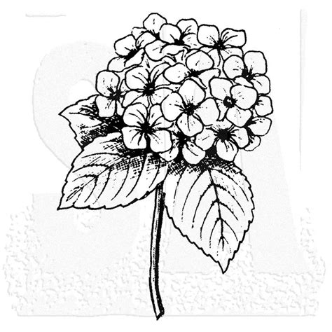 Black And White Hydrangea Drawing at GetDrawings | Free download