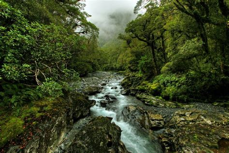 Temperate rain forests of New Zealand, from reddit's /u/eatakat ...