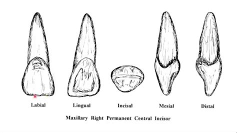 Maxillary Central Incisor - labial aspect - YouTube