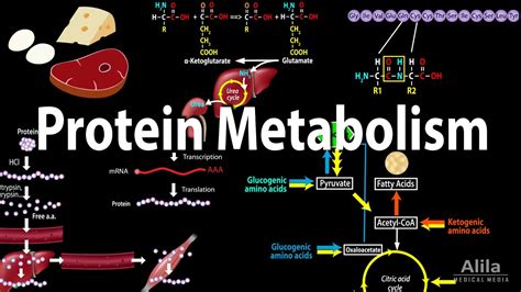 The Major Waste Product of Protein Metabolism Is