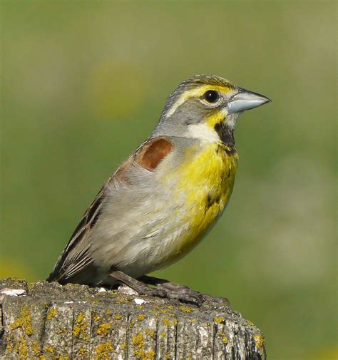 Dickcissel | Nature Manitoba