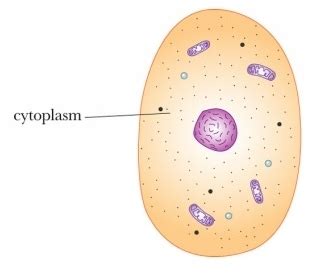 Cytoplasm | A Tourists Guide to Cellville