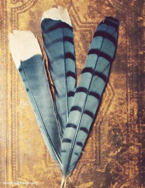 Bluejay feathers | Blue jay feather, Feather identification, Feather art