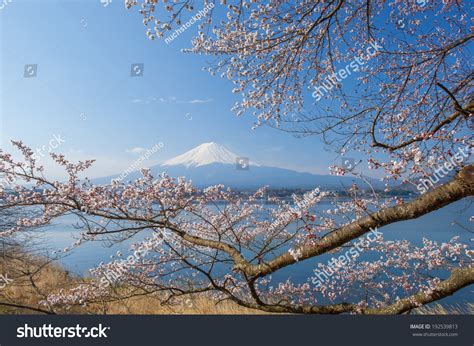 Fuji Cherry Blossom On Lake Kawaguchiko Stock Photo 192539813 ...