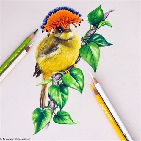 Colored Pencil Drawings Of Animals