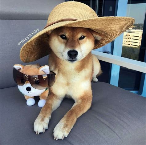 Pin by Juliana Lai on Shiba Inu | Shiba inu, Shiba, Cowboy hats