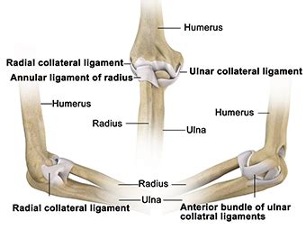 Elbow Tendon and Ligament Repair Surgeon Chandler, AZ | Casa Grande ...