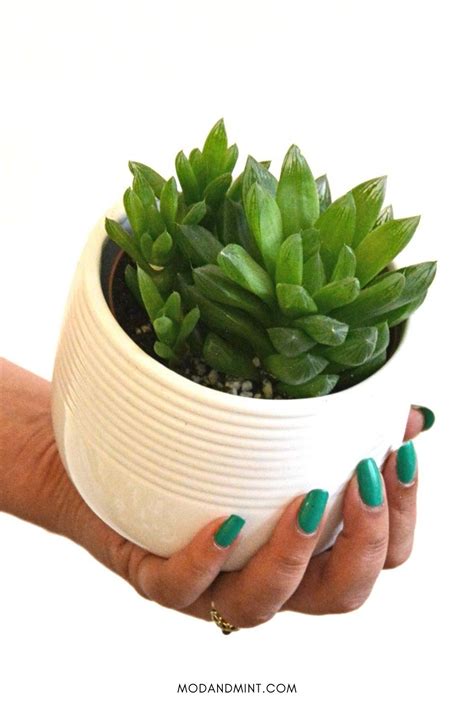 How to Grow and Care for Haworthia Cooperi Succulent Plant