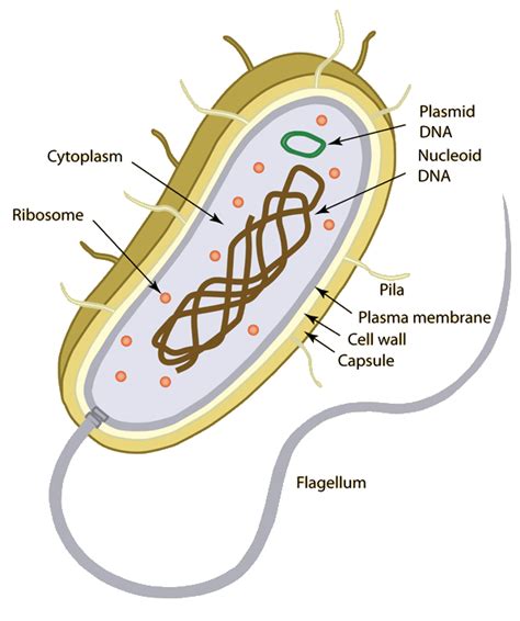 Escherichia Coli