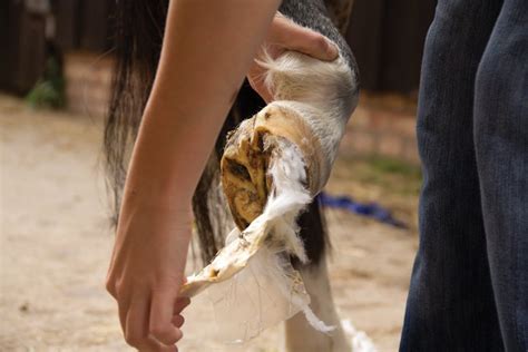 Emergency Wound Care: How to Stop Bleeding - Horseman's News