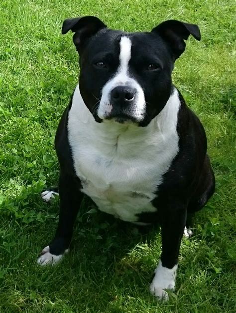 a black and white dog sitting in the grass