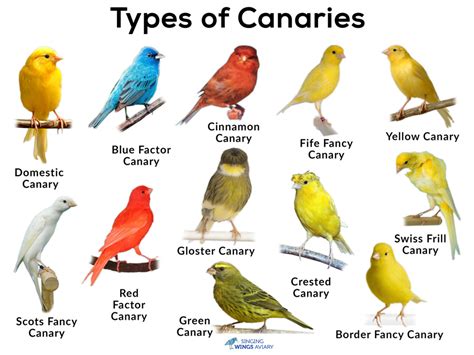 Canaries: List of Types, Care as Pet, Lifespan, Pictures