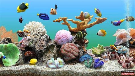 Top 10 best aquarium screensaver - sosmarkets