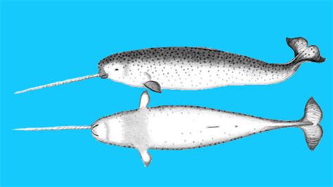 7 Fascinating Facts About Narwhals | Mental Floss