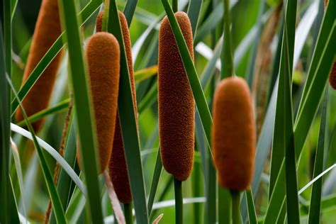 The Many Uses For Wild, Edible Cattails - Farmers' Almanac - Plan Your ...