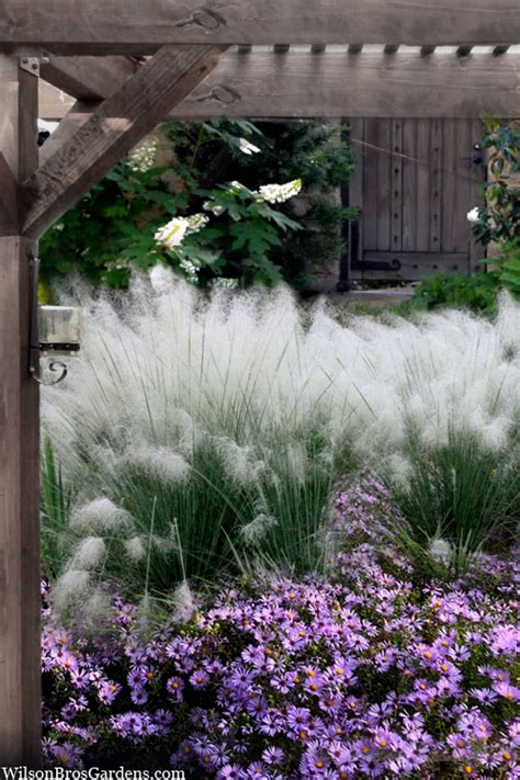 Buy White Cloud Muhly Grass | FREE SHIPPING | Wilson Bros Gardens | 1 ...